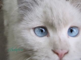 燕南园的猫