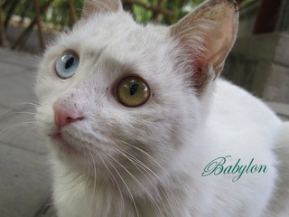 燕南园的猫