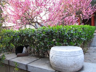 花下
