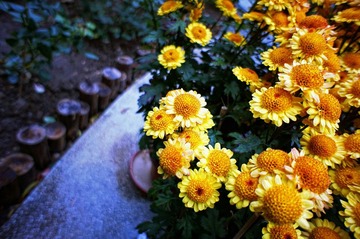 簇菊