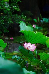 荷
