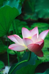 荷