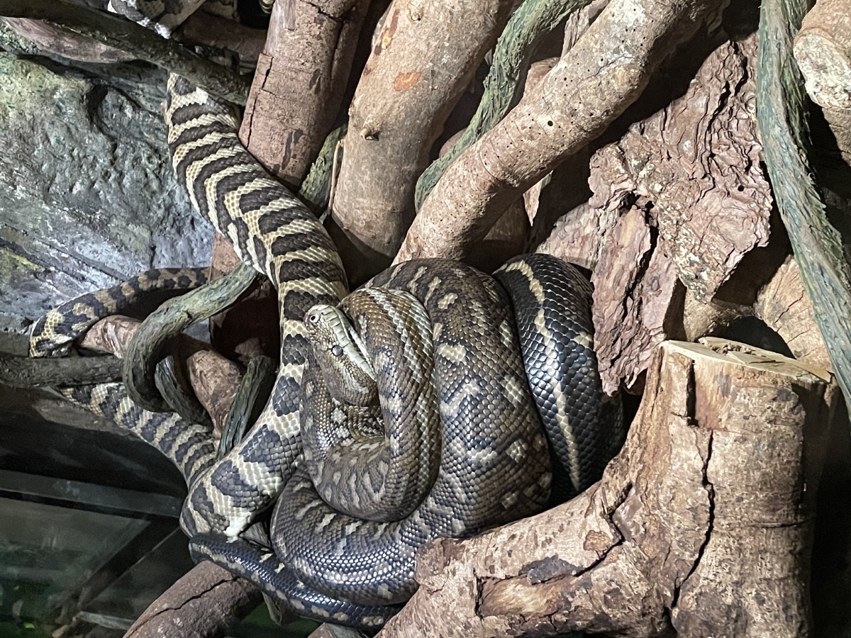 广州长隆野生动物园这里是金蛇秘境