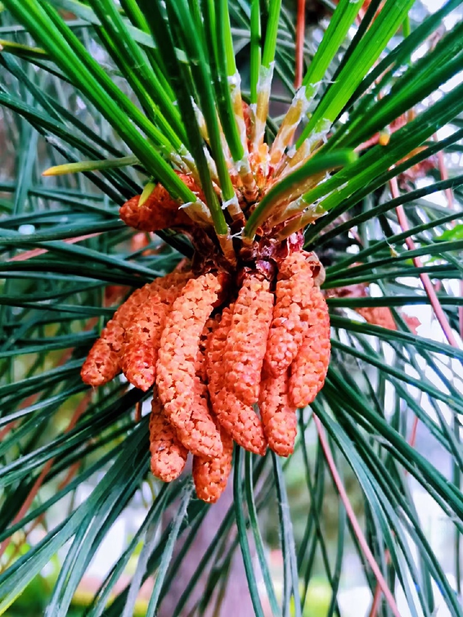 【油松】 - 英布布 - 图虫