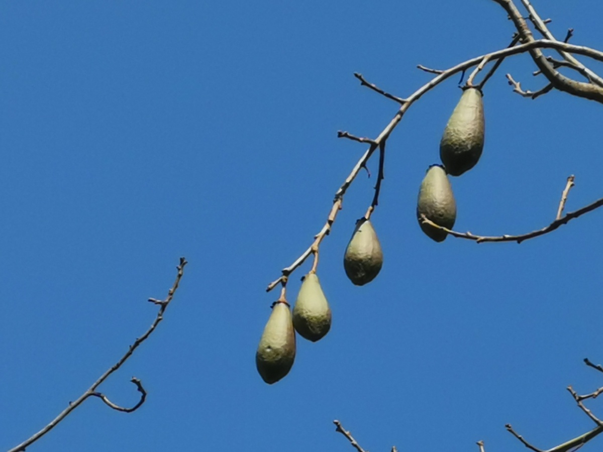 风景夕阳 远山 风景黑夜 远山 月亮 风景黄色花 树木 蓝天狗尾草夕阳