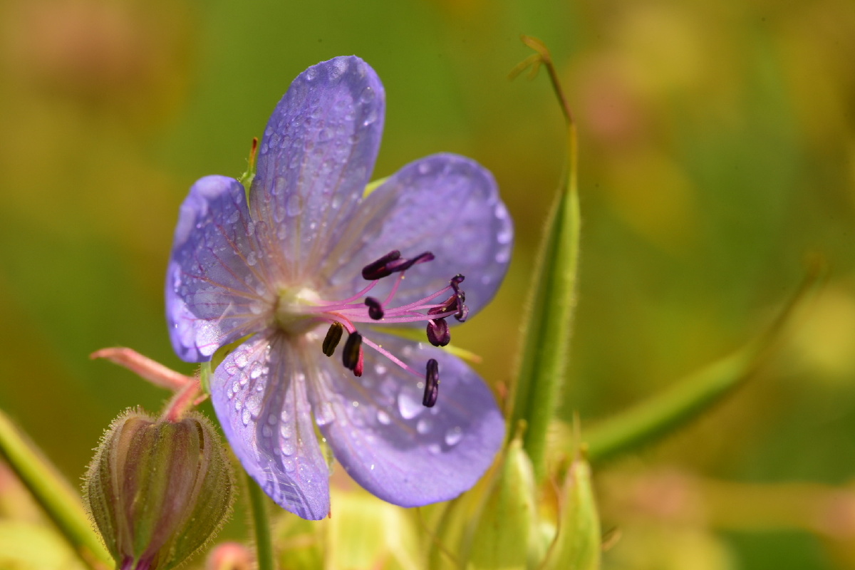 因为药王孙思邈发现老鹳经常食用这种草,于是将这种草命名为老鹳草.
