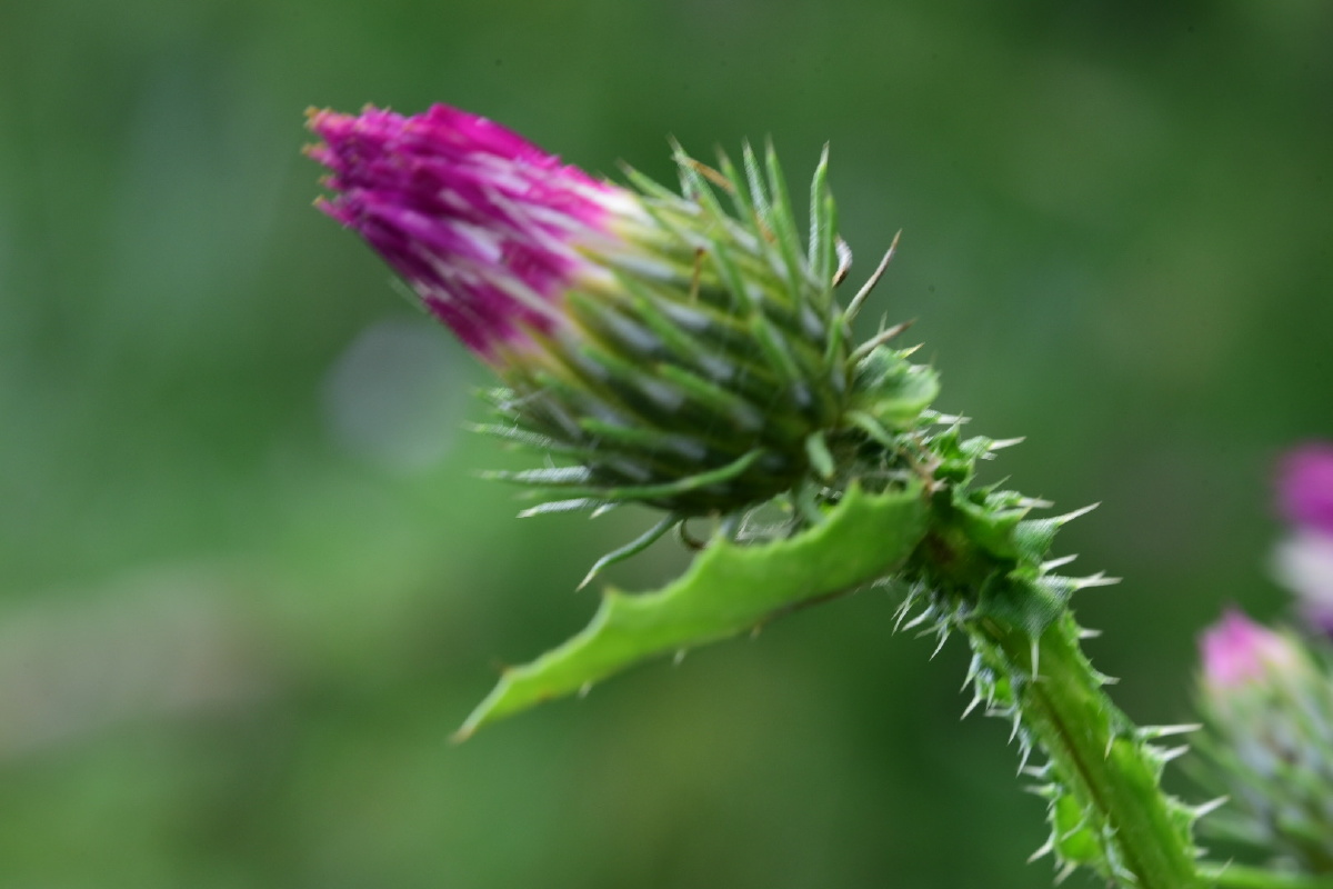飞廉是中国传统中药材. - 中横 - 图虫