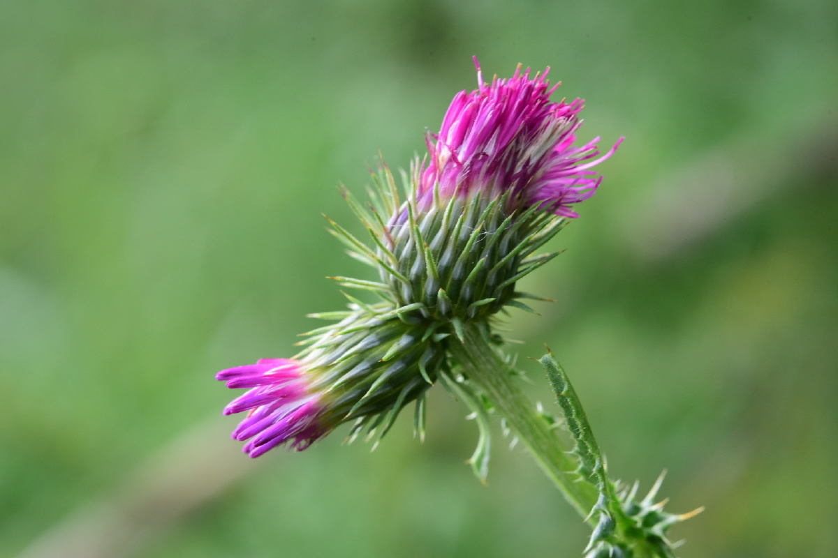 飞廉是中国传统中药材. - 中横 - 图虫