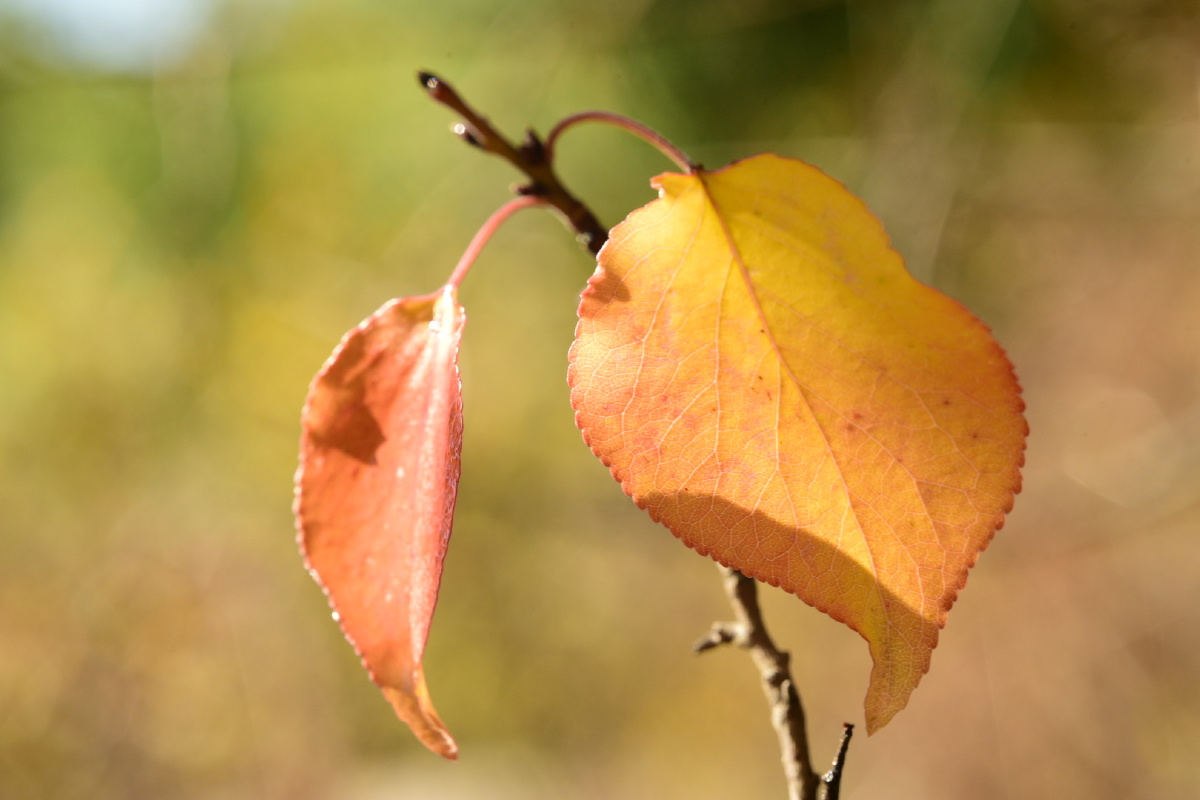 植物园秋色4杏树叶