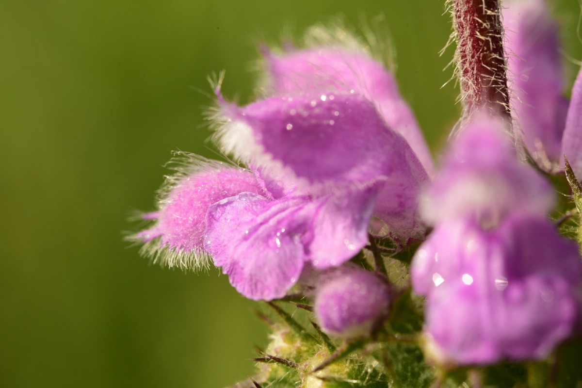大青山野生植物糙苏