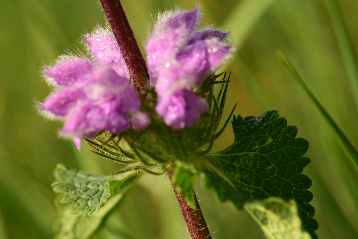 大青山野生植物糙苏