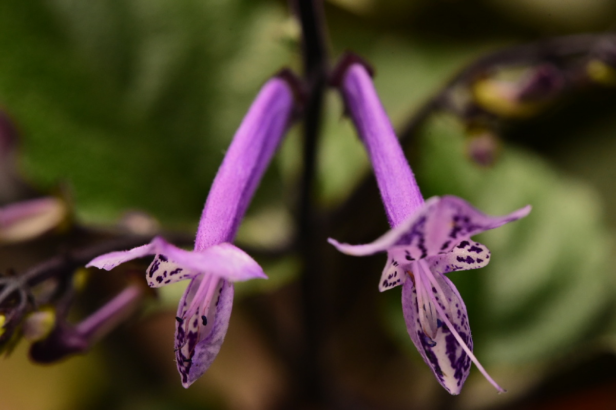 紫萼香茶菜全株入药,并且其