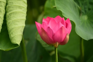 4C39F71B-B097-47F5-AD6E-7ED806D42671/L0/001