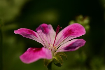 413DDA3E-1137-45D0-AF6E-AE23F7C09197/L0/001