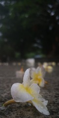3497217