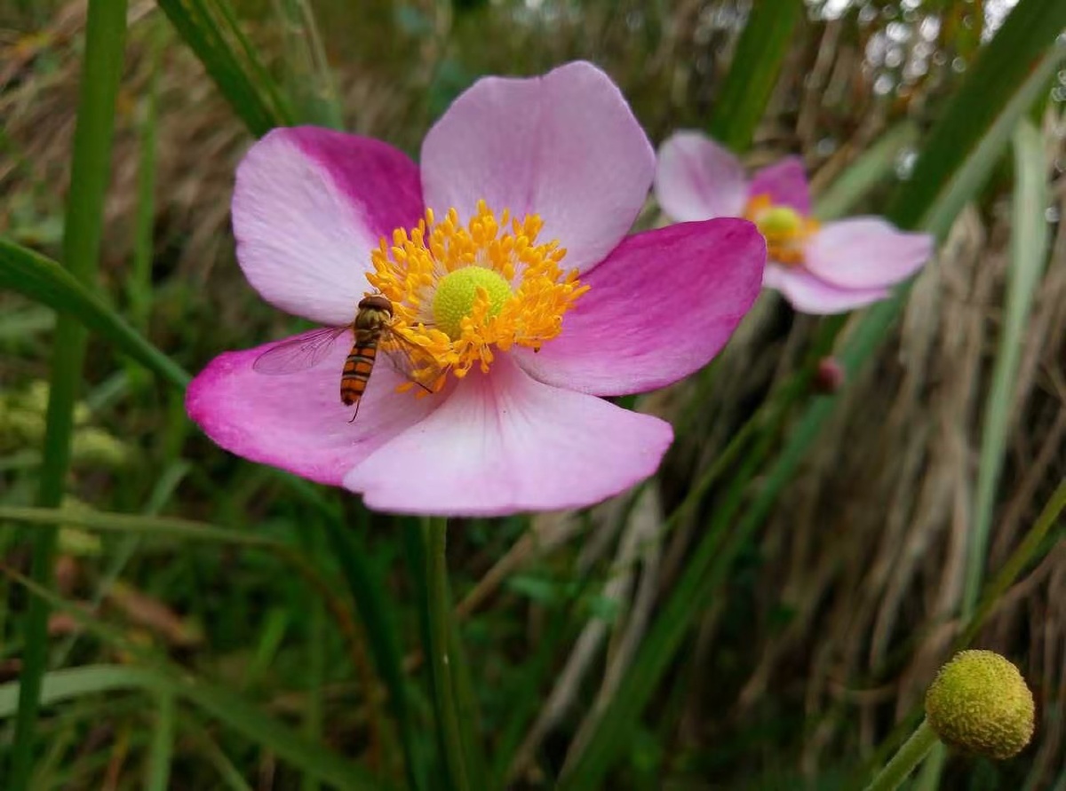 山里的米汤花开了蜜蜂也来采蜜了