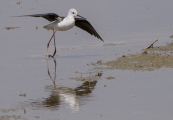 251667