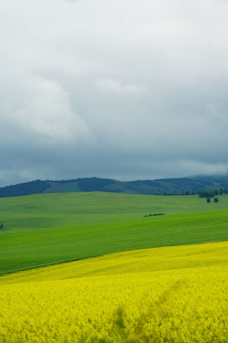 夏季的呼伦贝尔大草原