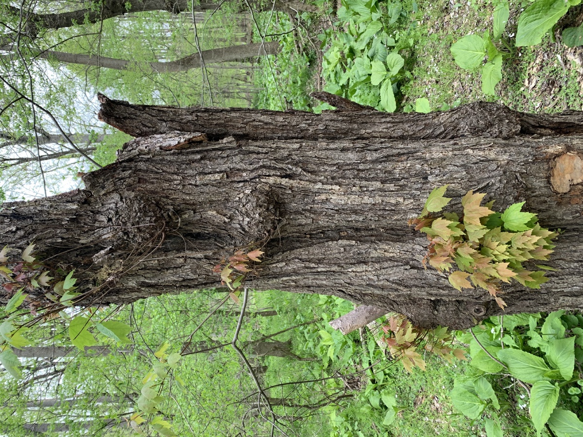 枯木逢春 - 爱你的人gg - 图虫