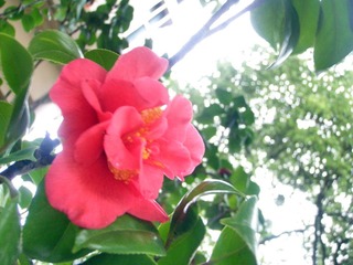 岁月静好.