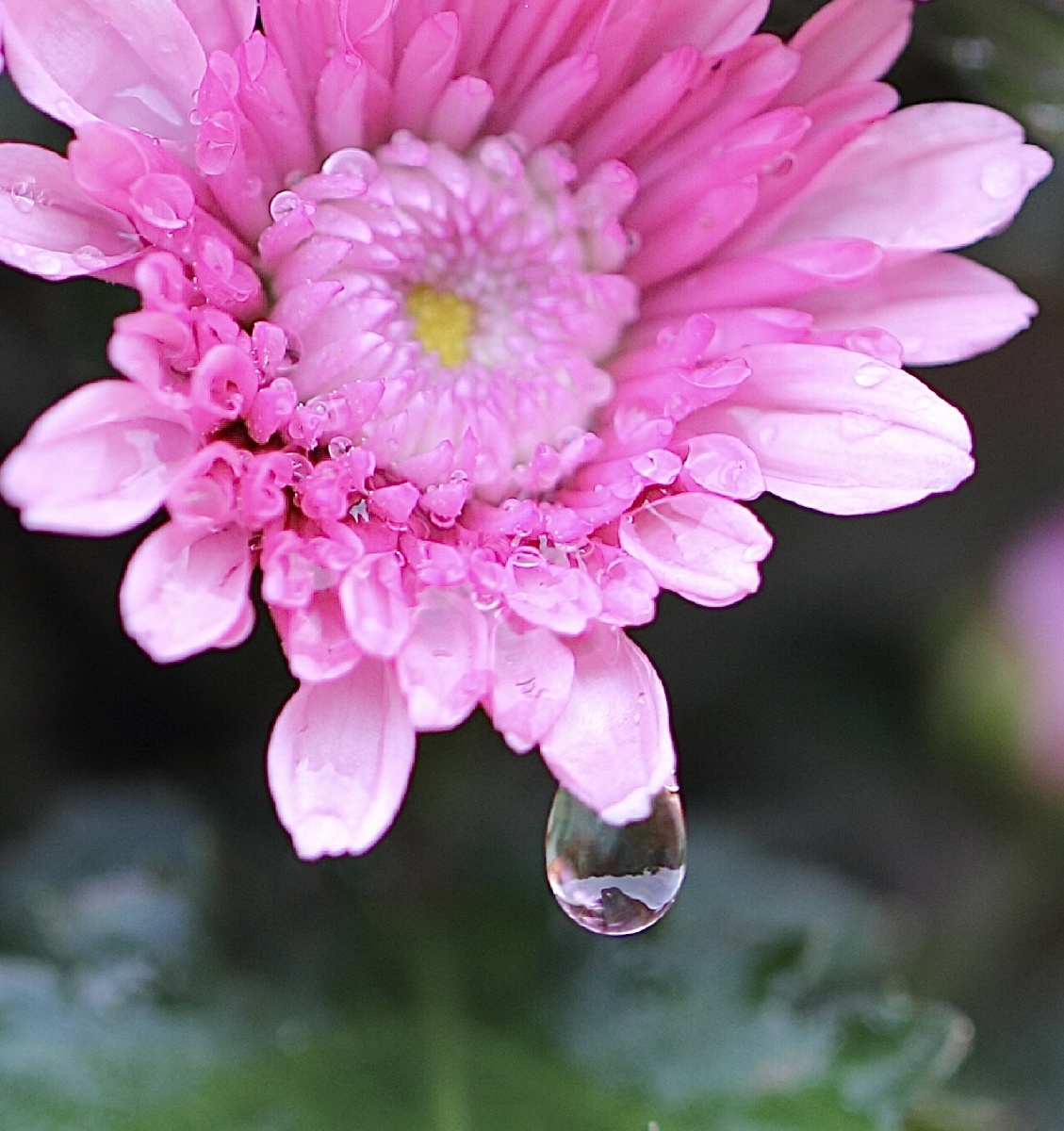 微距镜头下的世界总是凝住着纯静之美,花瓣露珠在雨后的早晨晶莹剔透