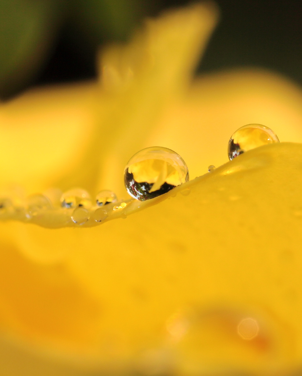 微距镜头下的世界总是凝住着纯静之美,花瓣露珠在雨后的早晨晶莹剔透