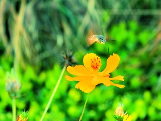 _MG_0251.JPG