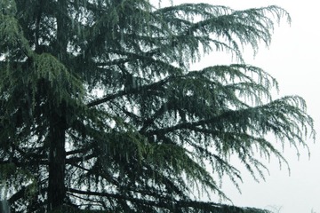 _MG_2995.JPG