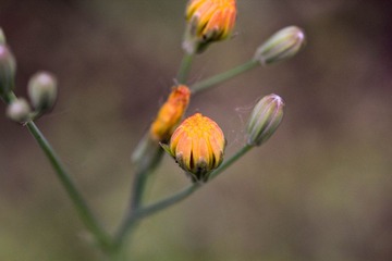_MG_4399.jpg