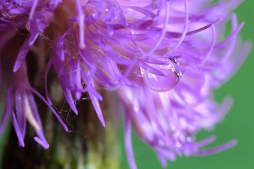 _MG_4525.jpg
