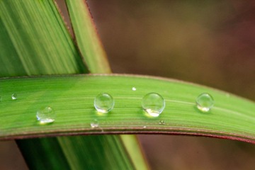 _MG_4952.jpg