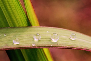 _MG_4952.jpg
