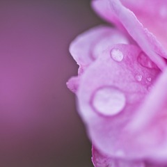 _MG_2345.JPG