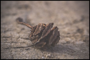 _MG_2485.jpg