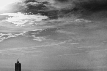 bird b&w