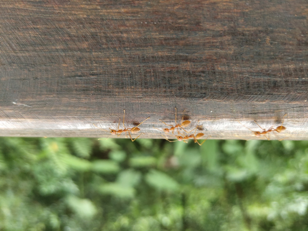下雨天的蚂蚁聚会