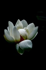 98DF559D-BDD6-4327-BE2A-79977B9CE2C9/L0/001