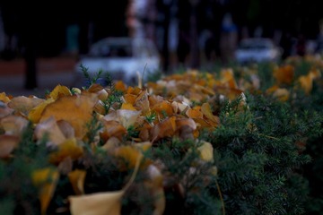 _MG_5570(1).JPG