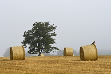 DSCF1387.JPG