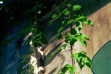 _MG_1177.jpg
