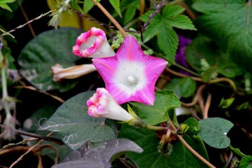 DSC_0901.JPG