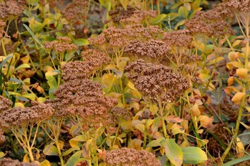 DSC_1026.JPG