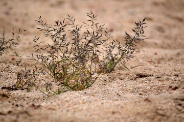 DSC_0866.JPG