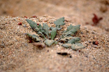 DSC_0867.JPG