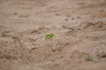DSC_0869.JPG
