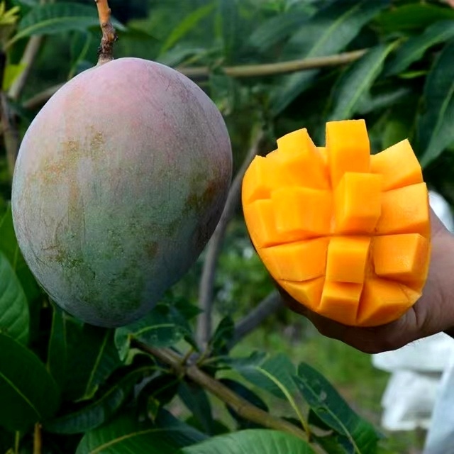攀枝花大芒果03
