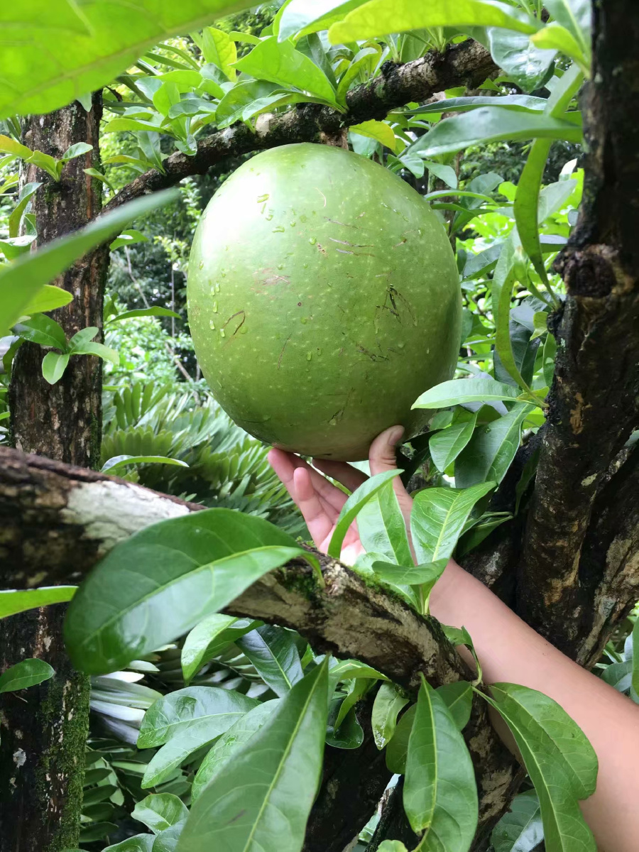 成熟后会爆炸的炮弹果