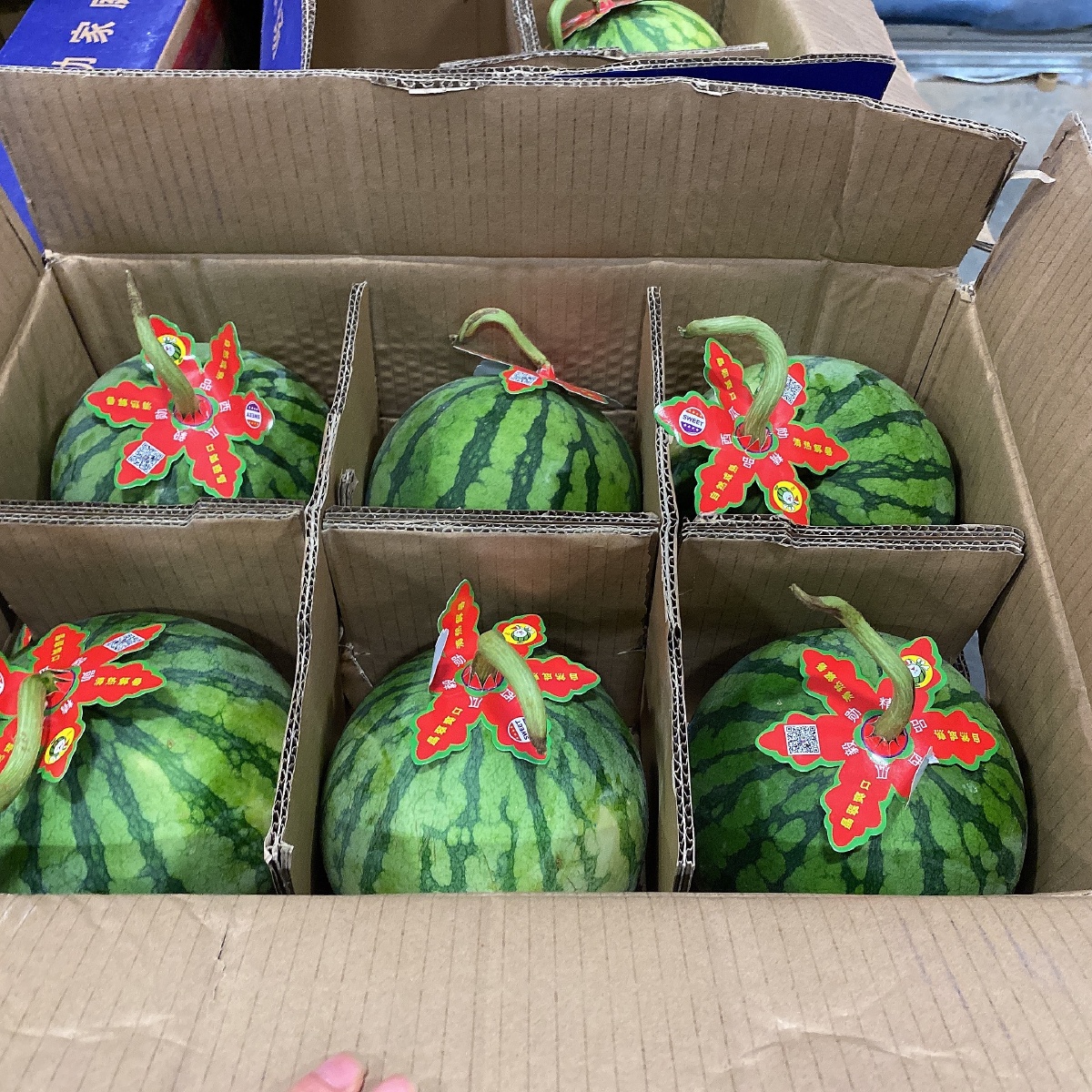 77夏季开始了帅童西瓜来了精品中的精品瓜皮薄无籽瓤色鲜红汁多肉脆