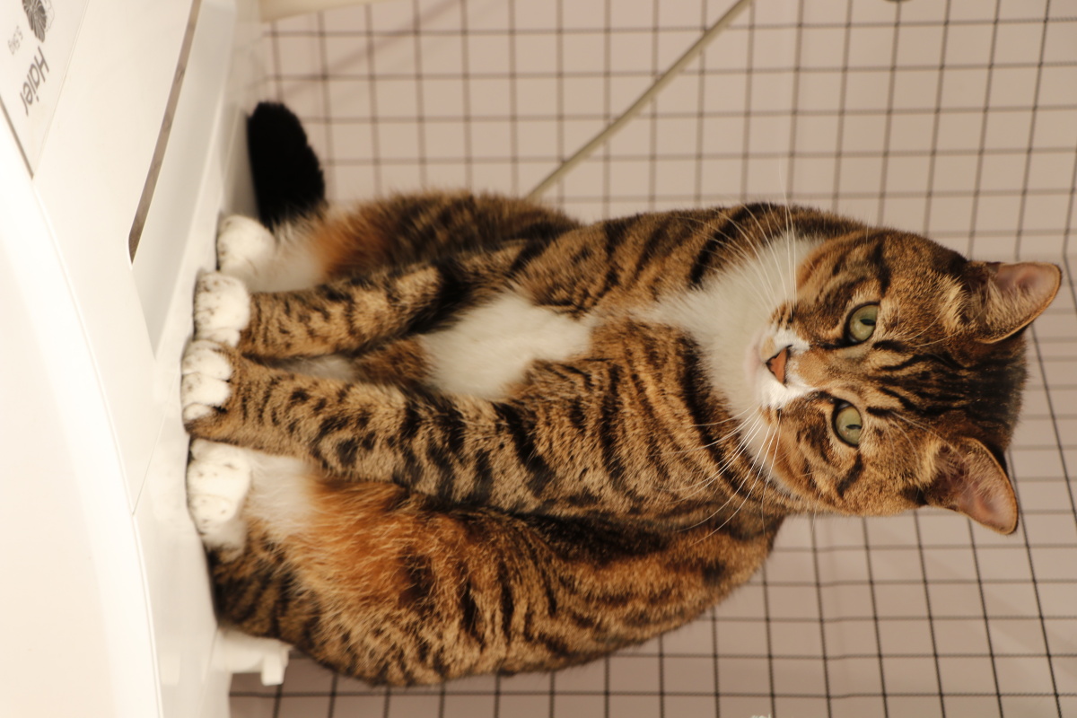 我家猫手机摄影