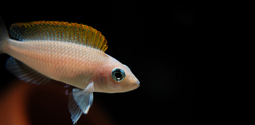 黄帆天堂鸟非洲三湖鱼坦湖